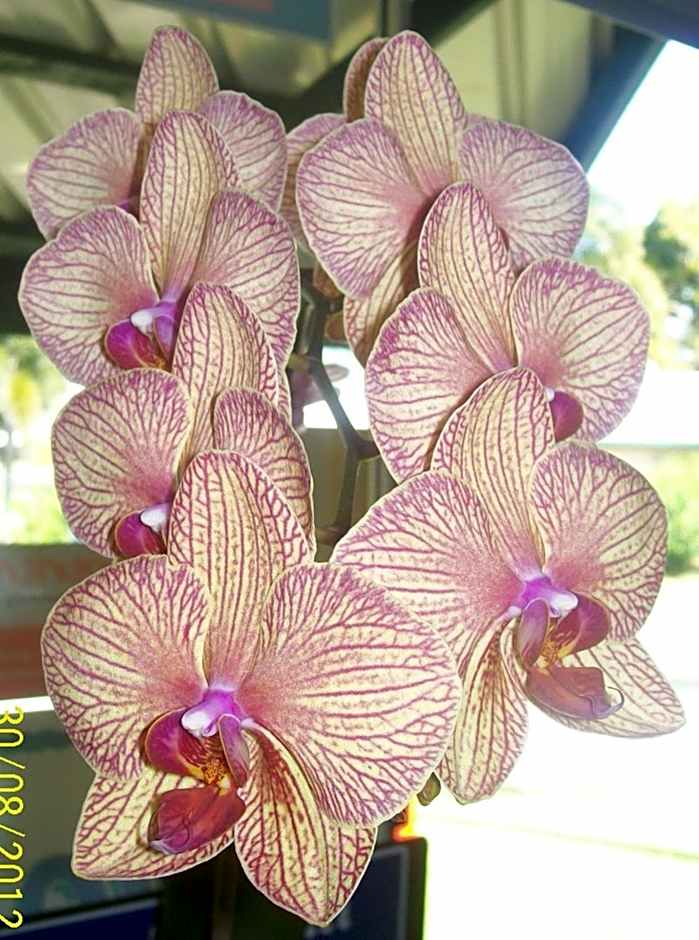 Flying Fish Point Tourist Park