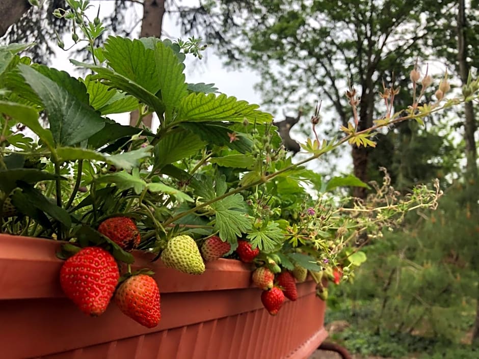 B&B Cascina Sagrestia