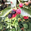 Tettoeletto Garden Bio