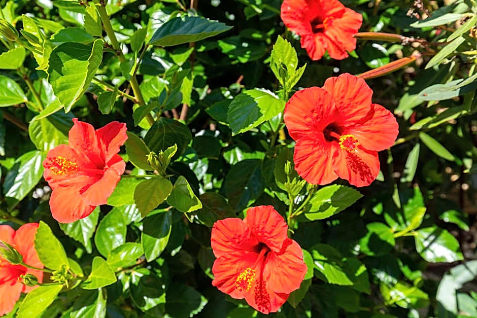 Island Kavos Annex studios