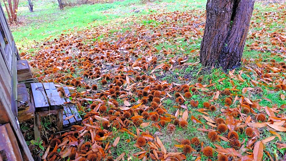 Hoshino Oka in Owani