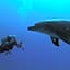 Blue Vision Diving Hotel