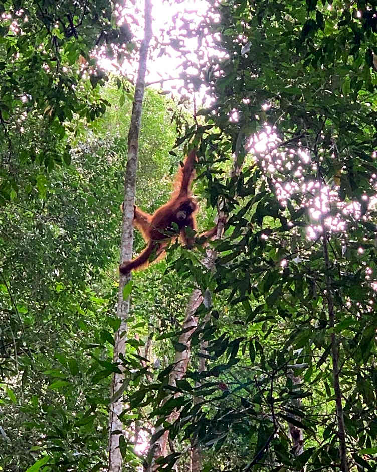 Gino's Place - Guest House & Jungle Trekking