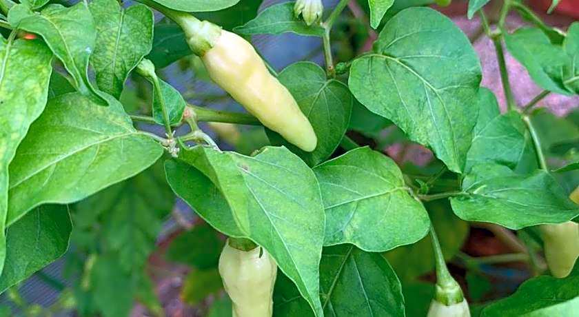 Kot Babi Guest House