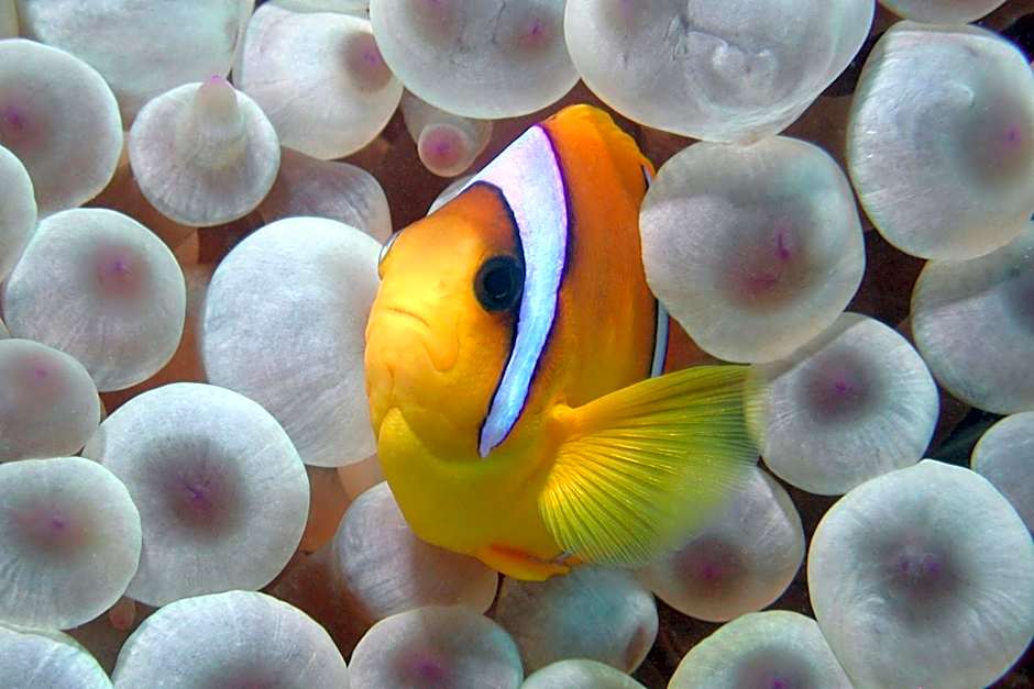 Marsa Shagra Village