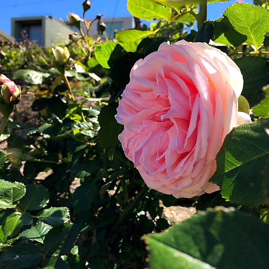 Vald'arêgos - Douro