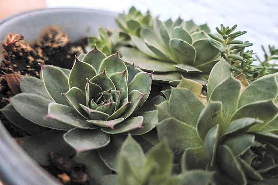 Berggasthof Hochpröller