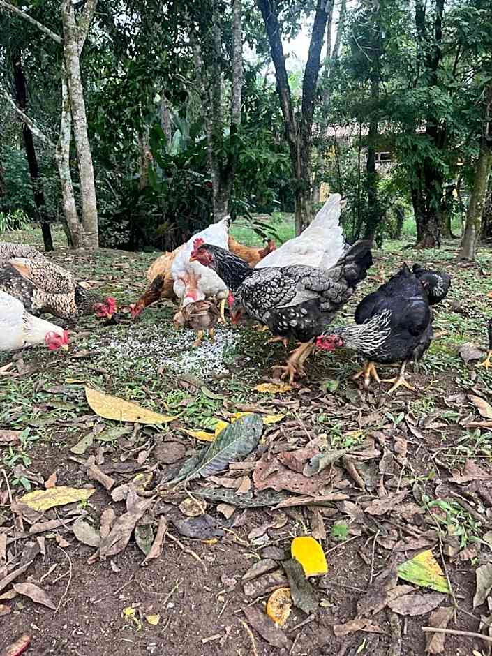 Pousada Sabor da Serra