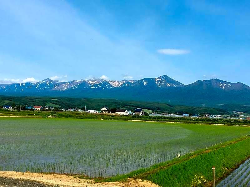 Petit Hotel Blanc Fleur