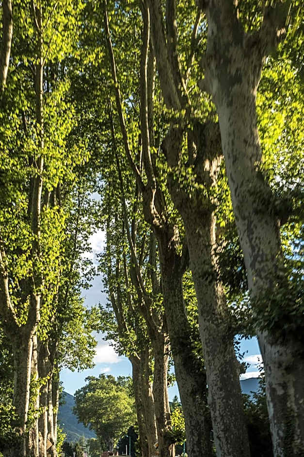 Ecole Olargues - Chambres & restaurant - Teritoria