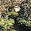 Braeside Mount Macedon Country Retreat Bed and Breakfast