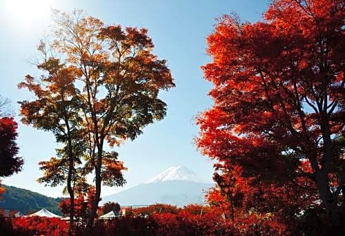 Mt Fuji Cat&Dog&Spa pension Blue Poppy