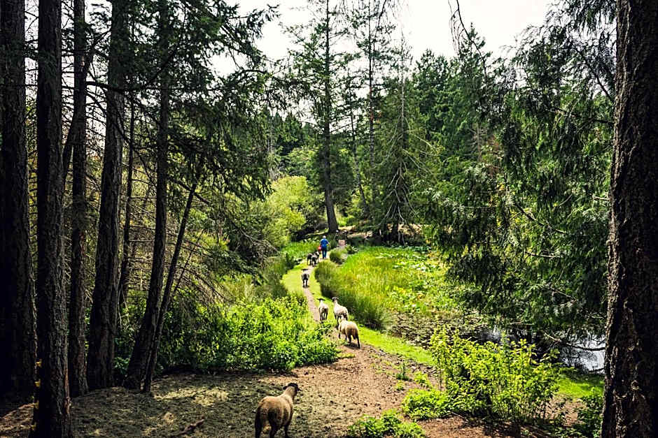 Misty Meadows B and B