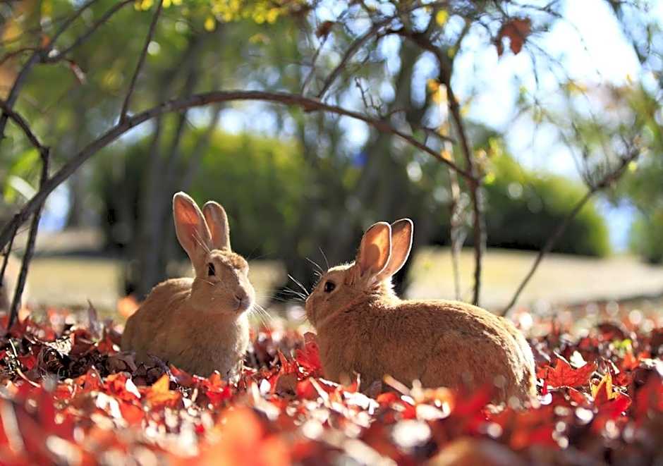 Kyukamura Ohkunoshima