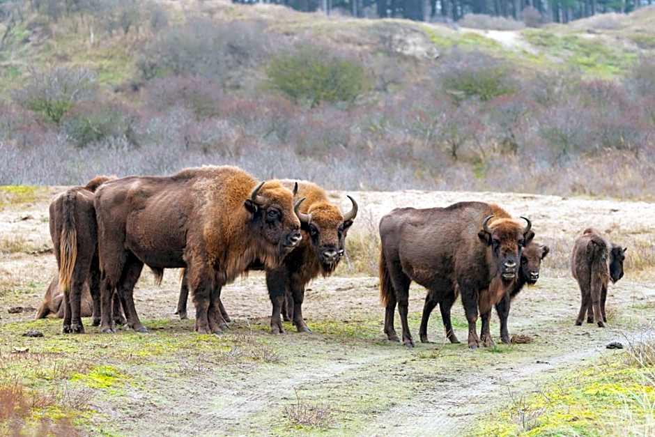 Duin-Vliet - Free parking