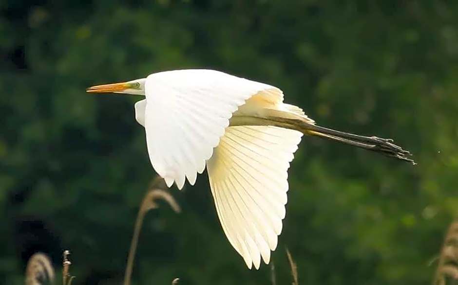 Gościniec Biebrzański