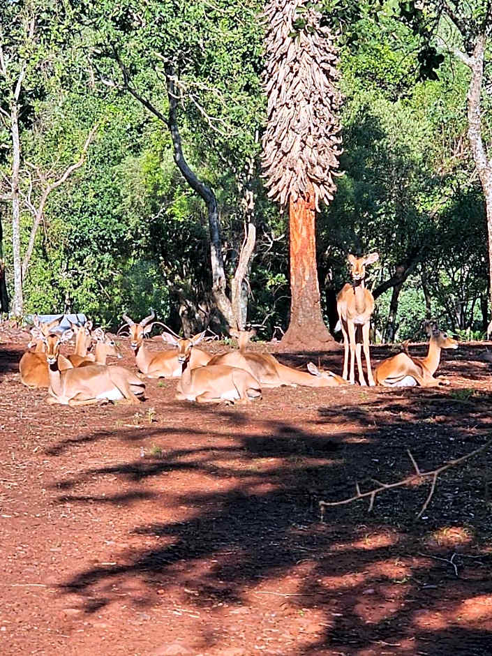 Waterfall Safari Lodge