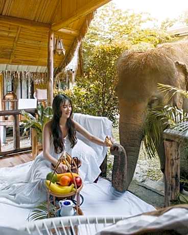 3 Pok Maewang jinxiang Gold elephant park