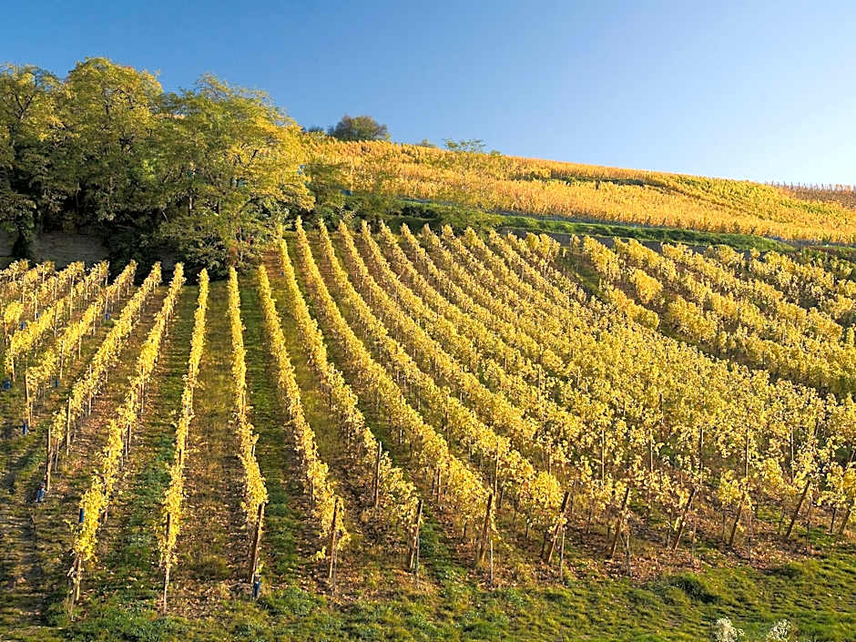 Novotel Mulhouse Bâle Fribourg