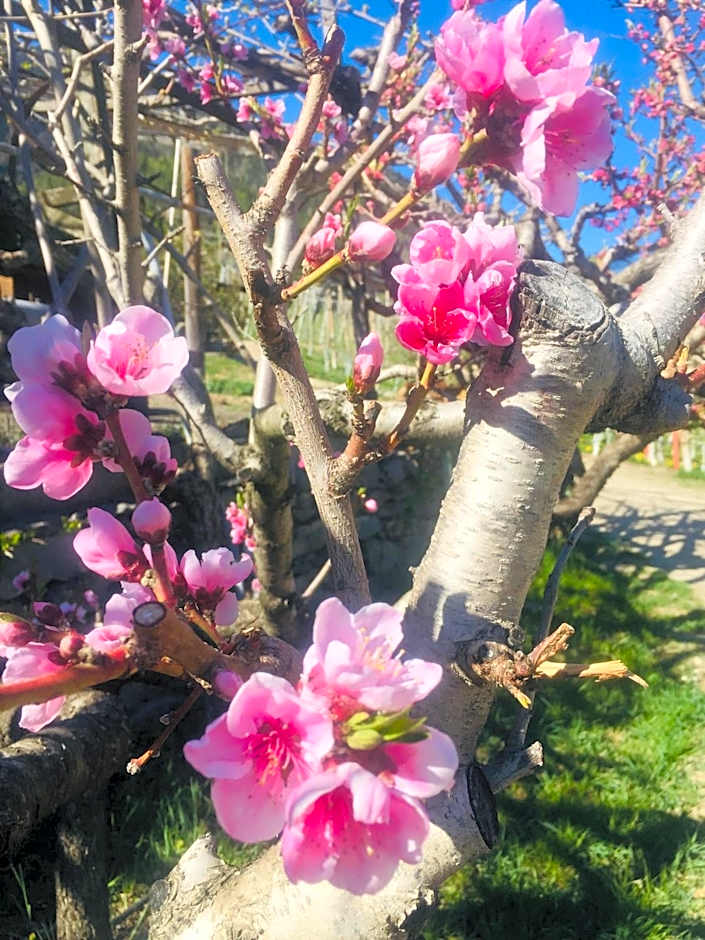 Tannerhof Bed & Breakfast