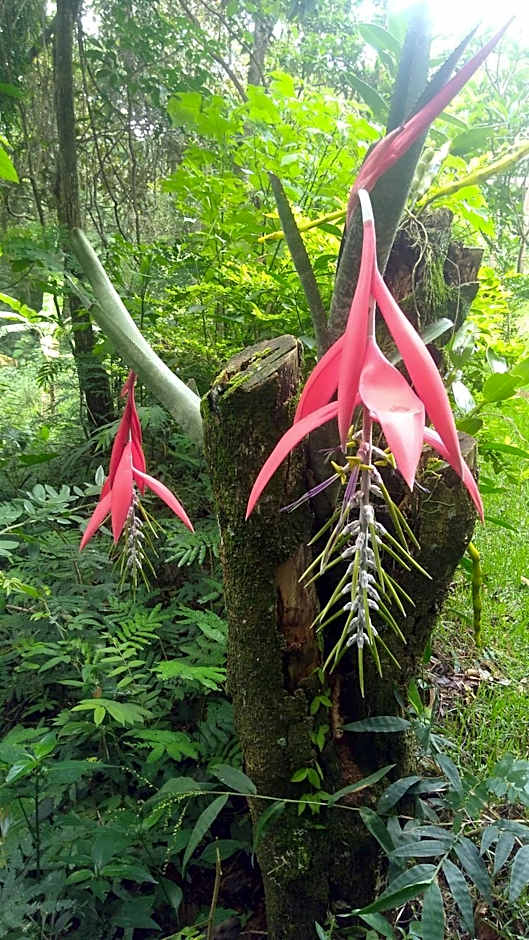 Govinda Moeda Pousada