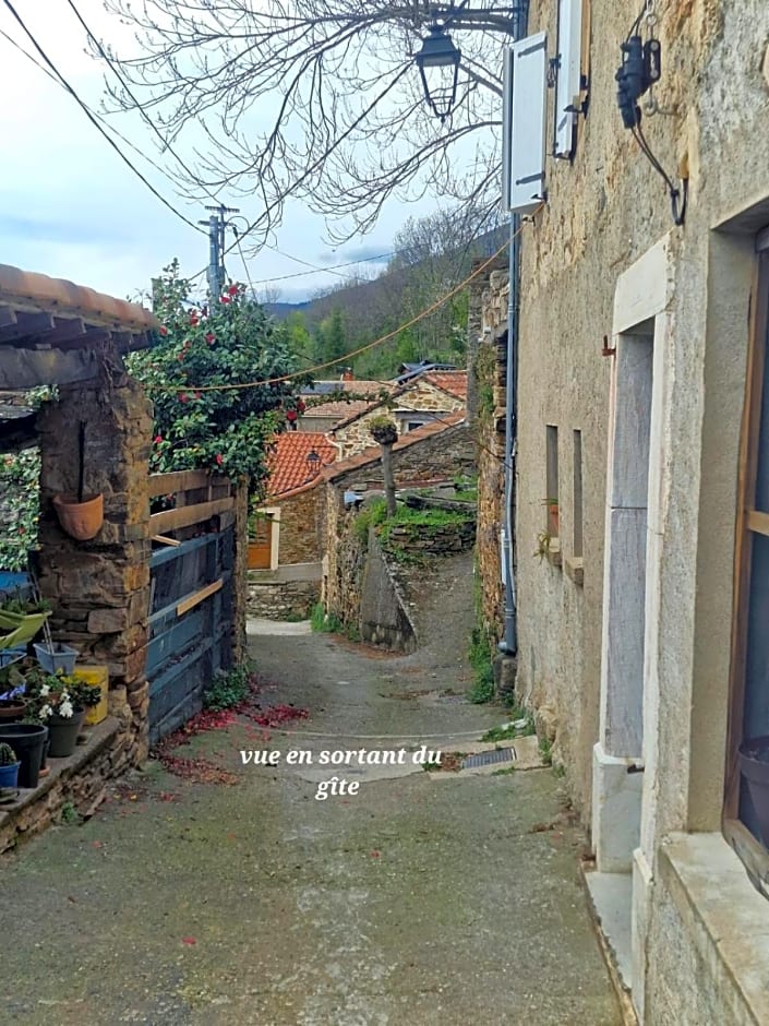 Le camélia de la mazarié