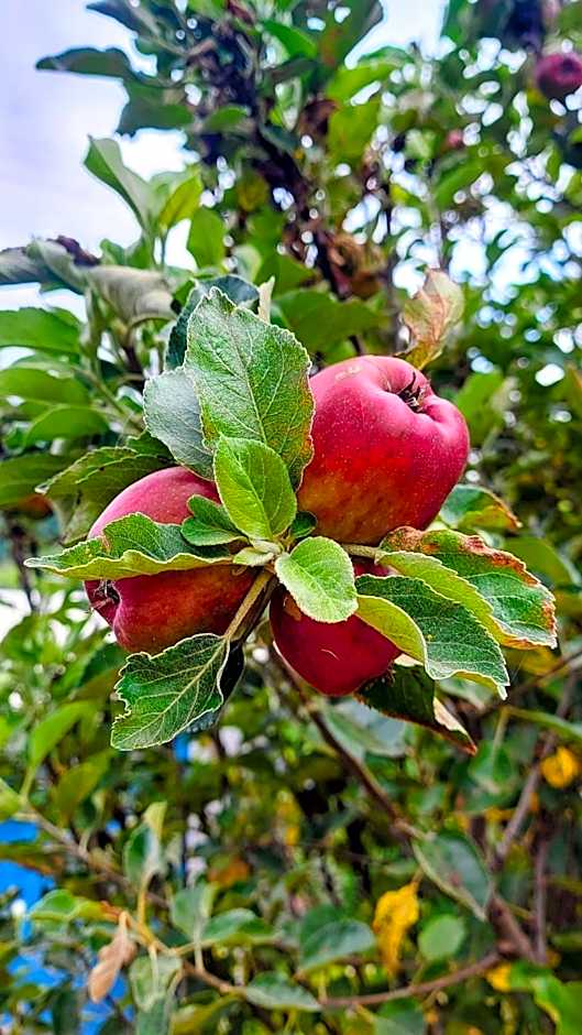 Rancho Acácia São Roque