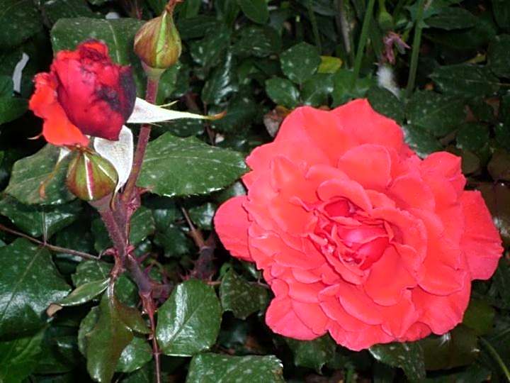 La Valle Verde hotel ristorante pizzeria