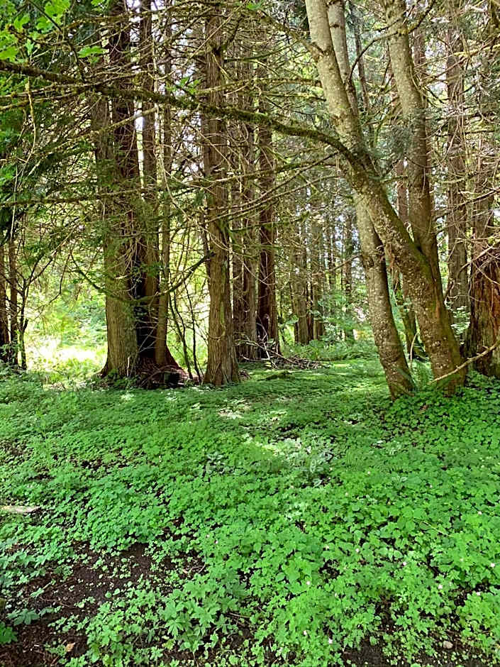 Mountain Meadows Inn & Chalet Suites