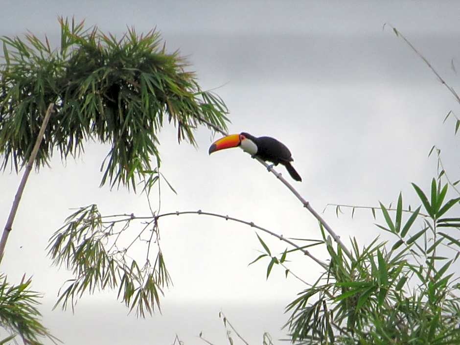Ilha flat Hotel Suíte Swaenen II
