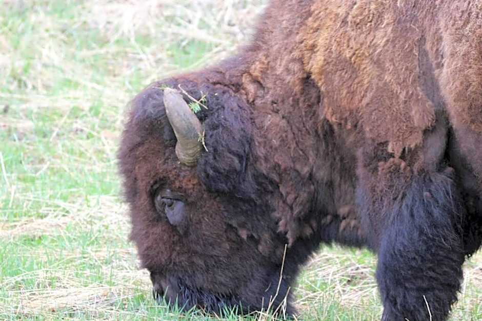 Bison Lodge - Lg Home - 2 bedrooms - less than 5 miles to Yellowstone North Entrance, Sleeps up to 8