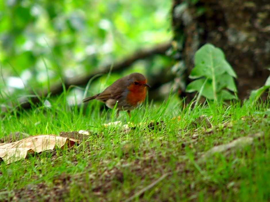 Albergue Olasenea Aterpea