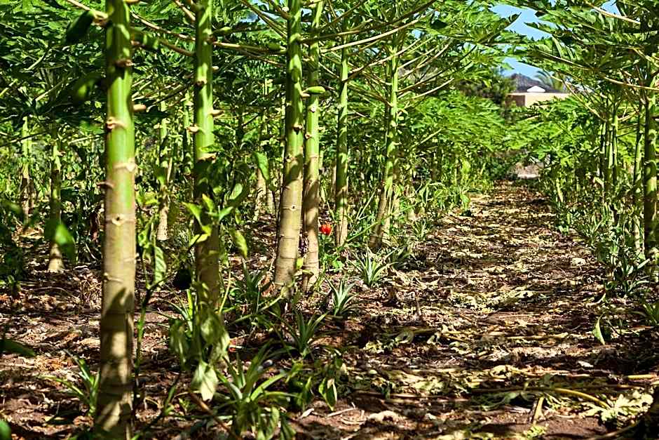 Hotel Jardín Tecina