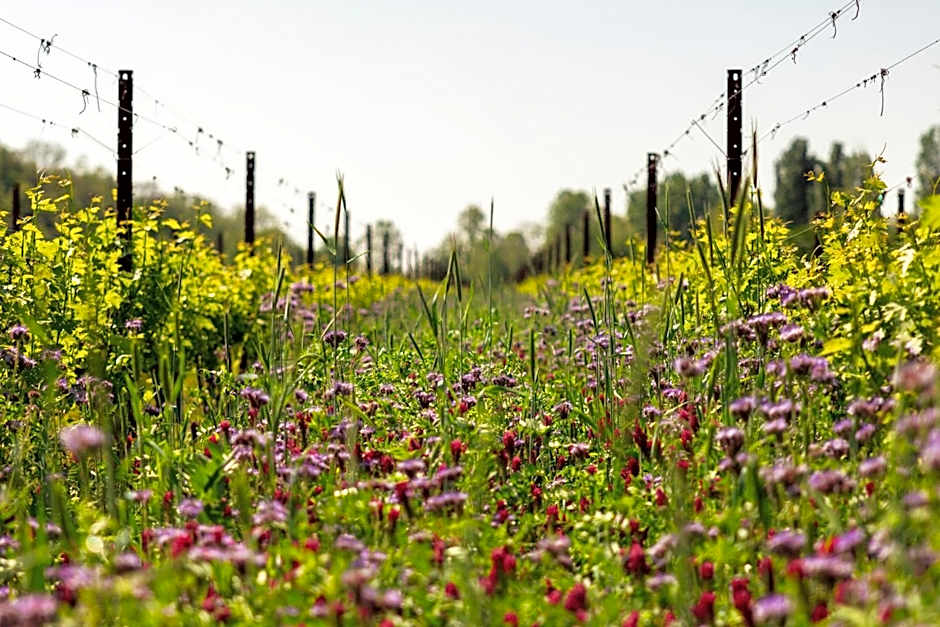 Musella Winery & Relais