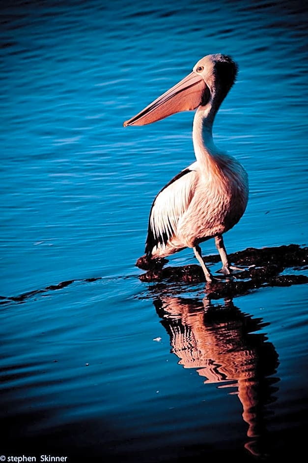 The Waterfront Wynyard