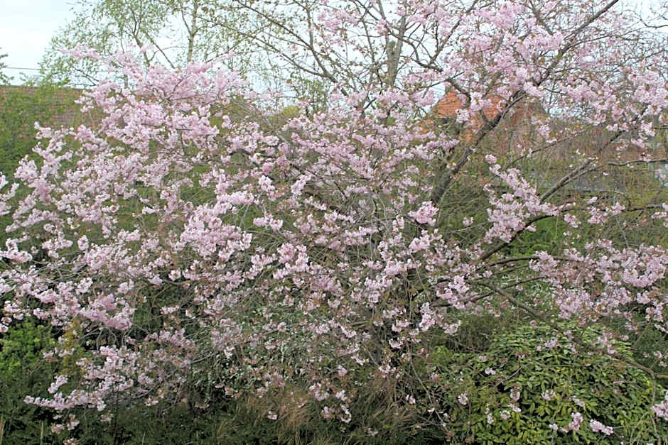Saffels Nest 33