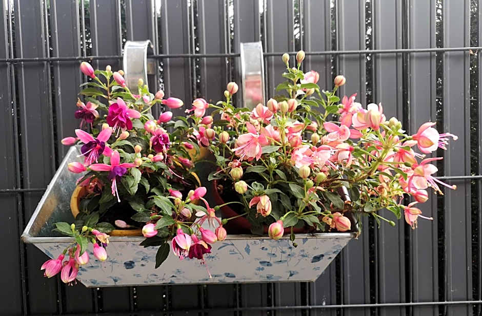 Les Eléphants bleus