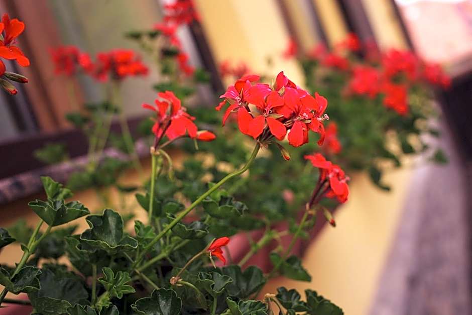 Pension Brasovu Vechi