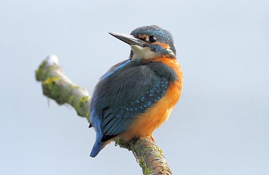 The Old Mill Shepherds Hut