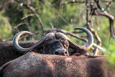 Mpeti Lodge