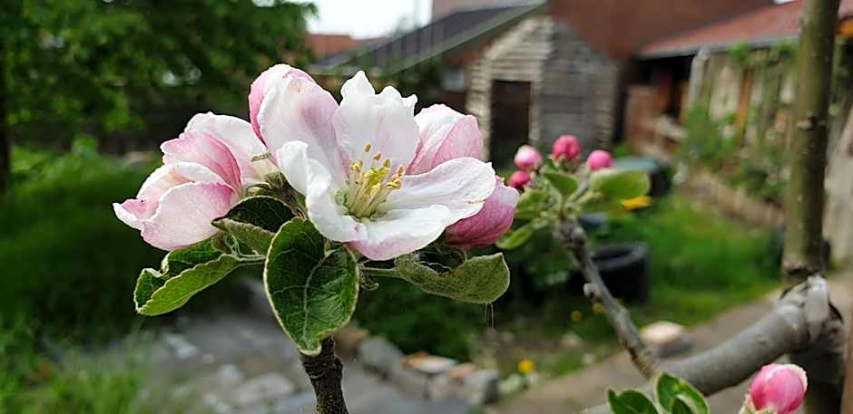Poëziehotel Surplace - 15 min van Pairi Daiza & industriezone Ghislenghien