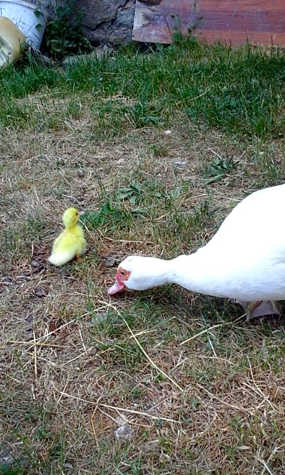 Domaine de Fontenelay