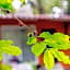 Htl & Villas Comala, alberca , parking, centricas, Petfriendly