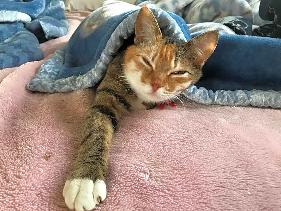 Misato Kinenkan, A Guest House Full Of Cats