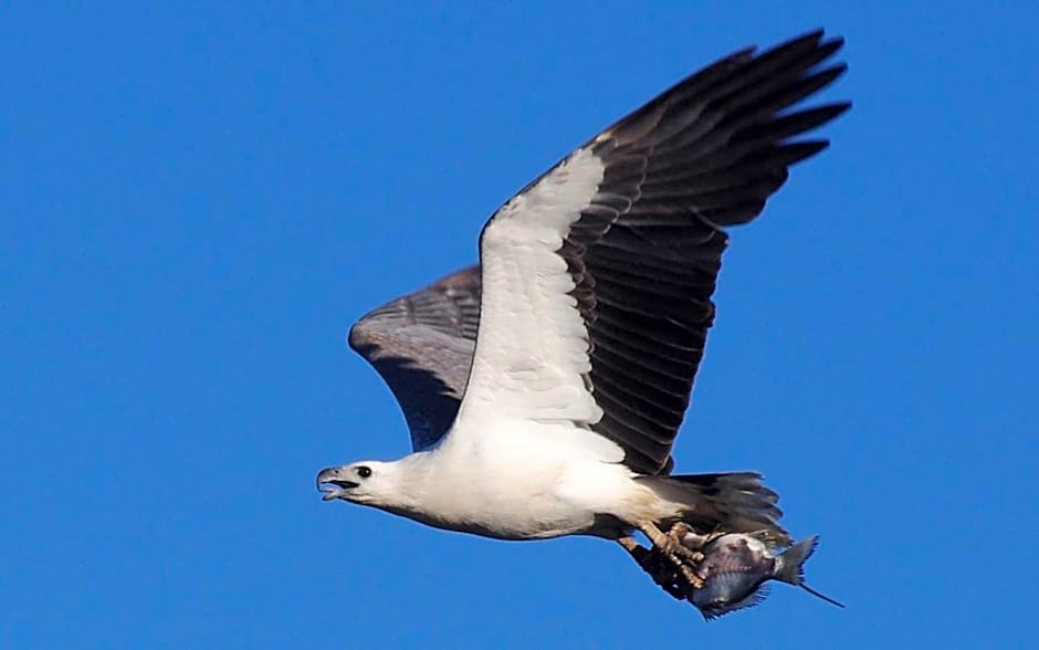 Riviere on Golden Beach