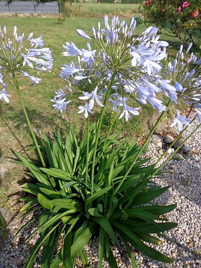 Les fleurs du Mont