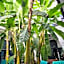 Riad Aloes & Spa