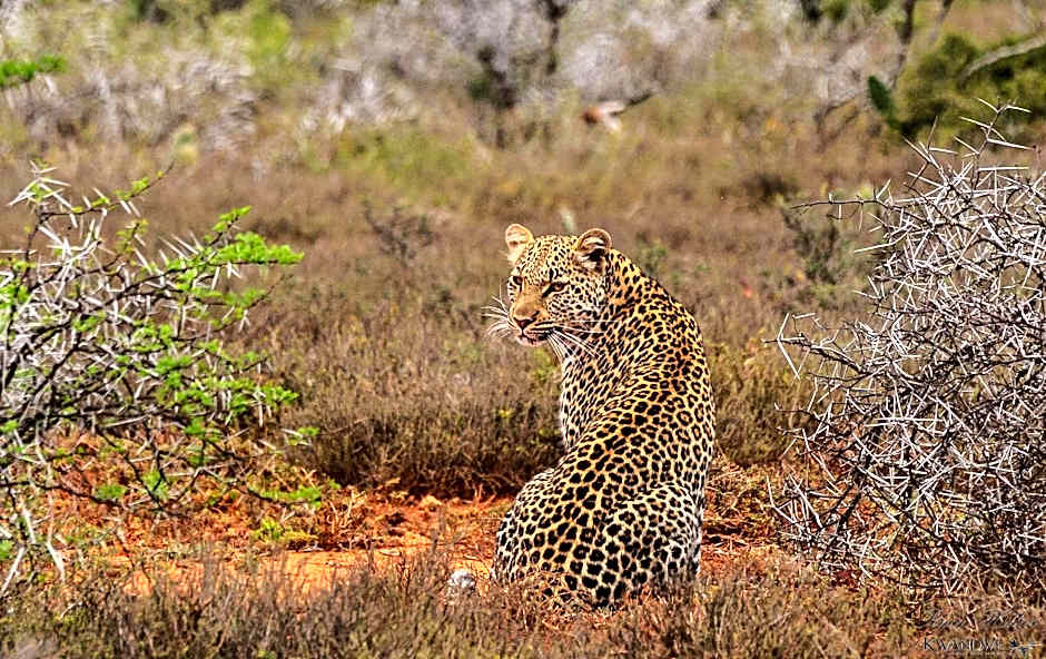 Kwandwe Private Game Reserve - Great Fish River Lodge