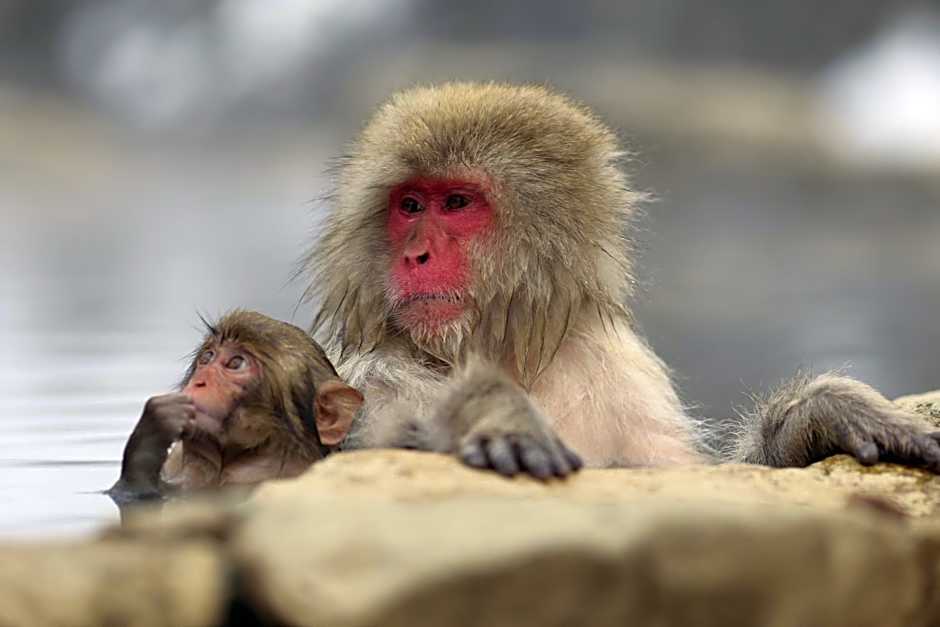 Hotel Sunplaza Tsugaike