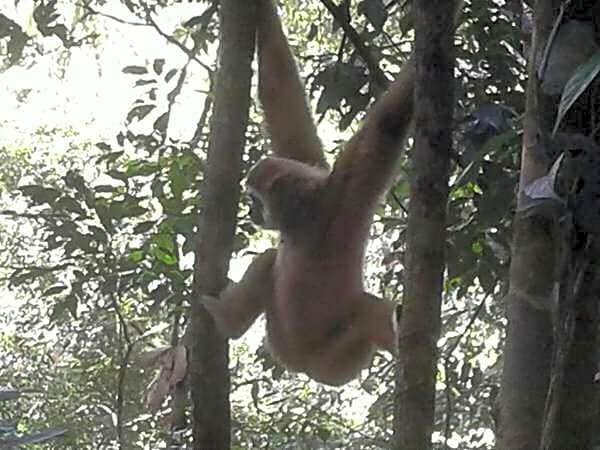 ORANGUTANTREKSUMATRA & LOVELY JUNGLE LODGE only book IF you are treking with us